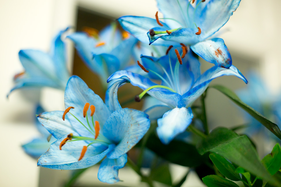 Sapphire Blue Lilies » Natalie Myra Photography