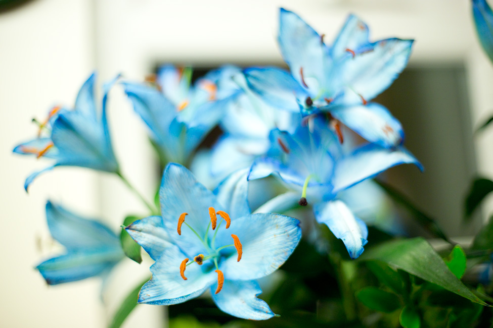 Sapphire Blue Lilies » Natalie Myra Photography